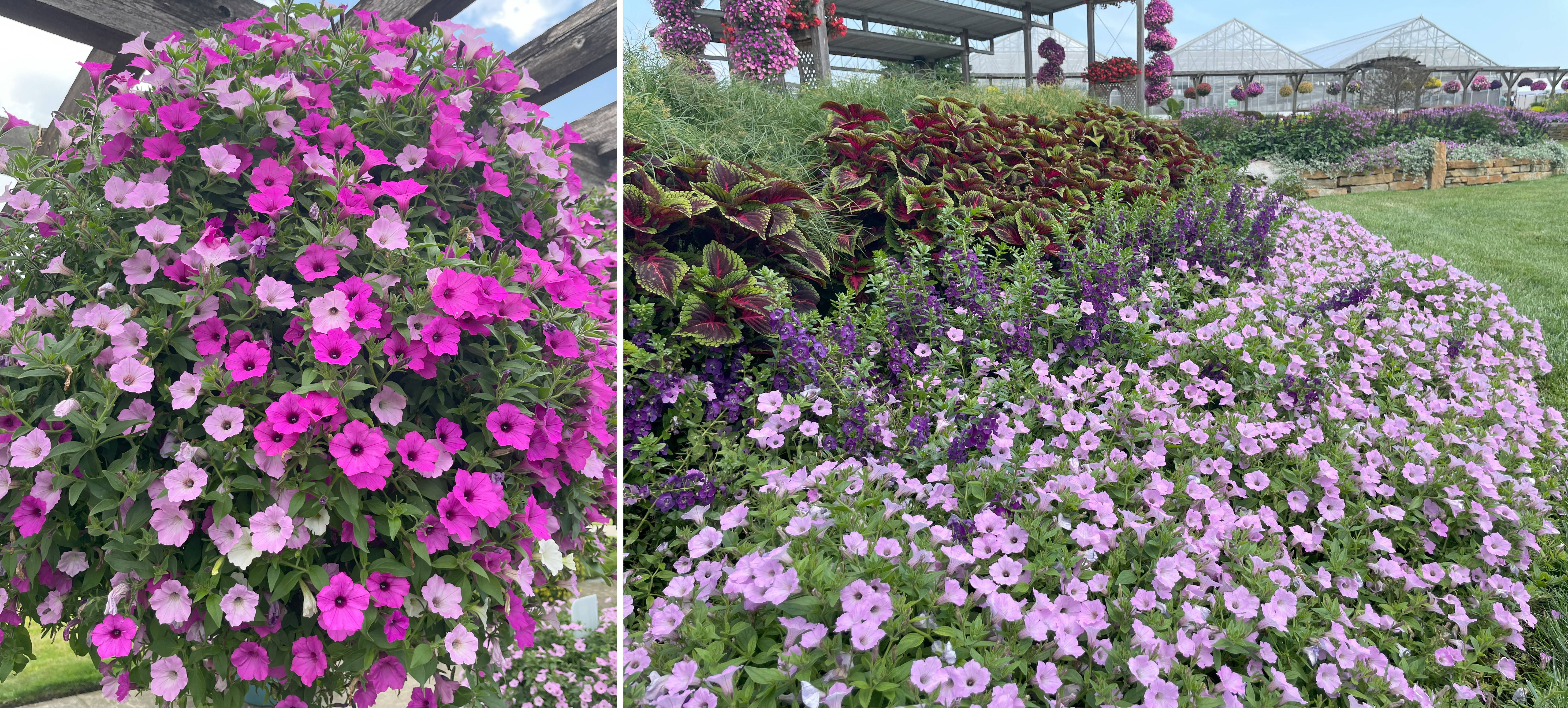 Two displays of petunias. Left: A hanging basket overflowing with bright pink and light lavender petunias under a pergola. Right: A garden bed layered with pale purple petunias, dark purple annuals, and coleus, set in front of large greenhouses.